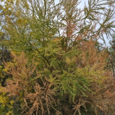 Acacia lunata at Isaacs, ACT - 9 Sep 2021 by Mike