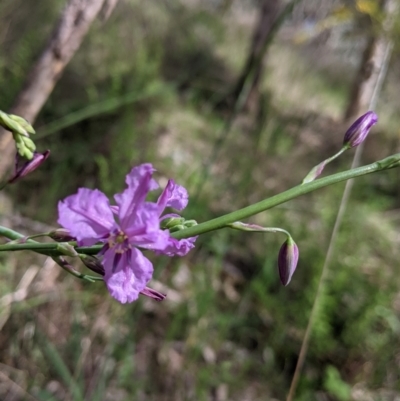 Arthropodium strictum (Chocolate Lily) at East Albury, NSW - 9 Sep 2021 by Darcy