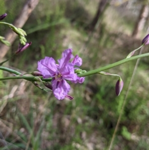 Arthropodium strictum at East Albury, NSW - 9 Sep 2021