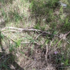 Arthropodium strictum at East Albury, NSW - 9 Sep 2021 01:10 PM