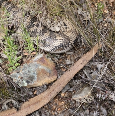Tiliqua scincoides scincoides (Eastern Blue-tongue) at Hughes Grassy Woodland - 9 Sep 2021 by KL
