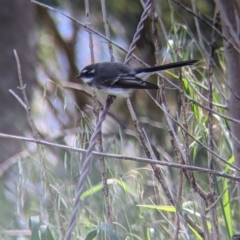 Rhipidura albiscapa (Grey Fantail) at Eastern Hill Reserve - 9 Sep 2021 by Darcy