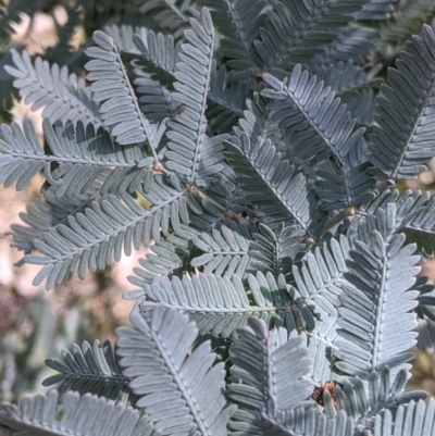 Acacia baileyana (Cootamundra Wattle, Golden Mimosa) at East Albury, NSW - 9 Sep 2021 by Darcy