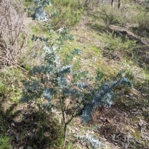 Acacia baileyana at East Albury, NSW - 9 Sep 2021 01:28 PM