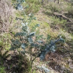 Acacia baileyana at East Albury, NSW - 9 Sep 2021