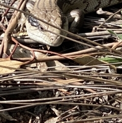 Tiliqua scincoides scincoides (Eastern Blue-tongue) at Hughes Grassy Woodland - 9 Sep 2021 by KL