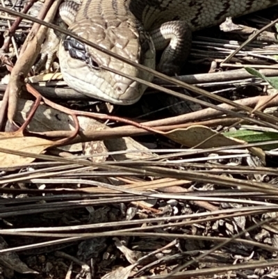 Tiliqua scincoides scincoides (Eastern Blue-tongue) at Red Hill to Yarralumla Creek - 9 Sep 2021 by KL