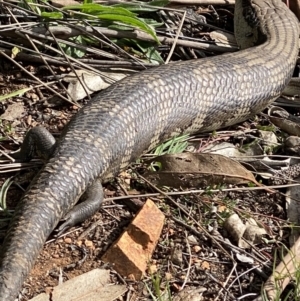 Tiliqua scincoides scincoides at Hughes, ACT - 9 Sep 2021