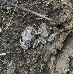 Uperoleia laevigata (Smooth Toadlet) at Mount Painter - 31 Aug 2021 by ZaLaDa