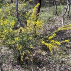 Acacia paradoxa at East Albury, NSW - 9 Sep 2021