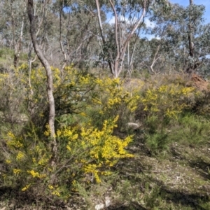 Acacia paradoxa at East Albury, NSW - 9 Sep 2021