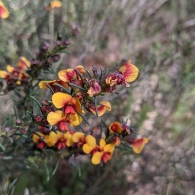 Dillwynia sericea (Egg And Bacon Peas) at Albury - 9 Sep 2021 by Darcy