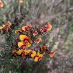 Dillwynia sericea (Egg And Bacon Peas) at Eastern Hill Reserve - 9 Sep 2021 by Darcy