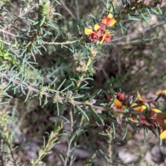 Dillwynia sericea at East Albury, NSW - 9 Sep 2021 01:32 PM