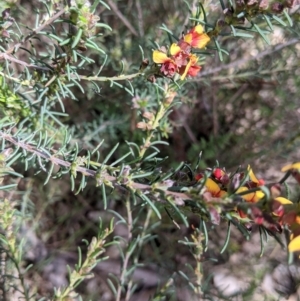 Dillwynia sericea at East Albury, NSW - 9 Sep 2021