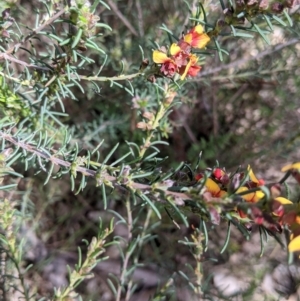 Dillwynia sericea at East Albury, NSW - 9 Sep 2021 01:32 PM