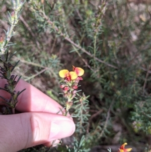 Dillwynia sericea at East Albury, NSW - 9 Sep 2021 01:32 PM