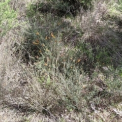 Dillwynia sericea at East Albury, NSW - 9 Sep 2021