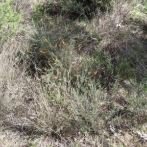 Dillwynia sericea at East Albury, NSW - 9 Sep 2021 01:32 PM