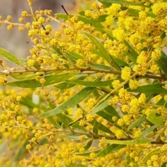 Acacia fimbriata (Fringed Wattle) at Isaacs Ridge and Nearby - 9 Sep 2021 by Mike