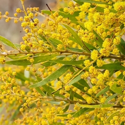 Acacia fimbriata (Fringed Wattle) at Isaacs, ACT - 9 Sep 2021 by Mike