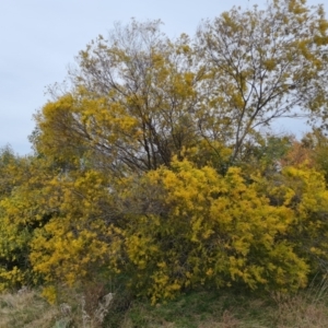 Acacia fimbriata at Isaacs, ACT - 9 Sep 2021