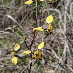 Diuris pardina at East Albury, NSW - suppressed