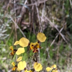 Diuris pardina (Leopard Doubletail) at Albury - 9 Sep 2021 by Darcy