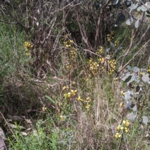 Diuris pardina at East Albury, NSW - suppressed