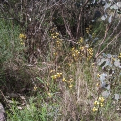 Diuris pardina at East Albury, NSW - 9 Sep 2021