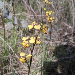 Diuris pardina (Leopard Doubletail) at Albury - 9 Sep 2021 by Darcy