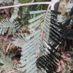 Acacia dealbata subsp. dealbata at East Albury, NSW - 9 Sep 2021