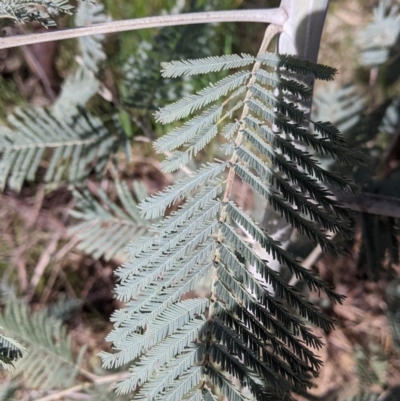 Acacia dealbata subsp. dealbata (Silver Wattle) at Albury - 9 Sep 2021 by Darcy