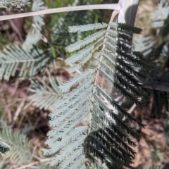 Acacia dealbata subsp. dealbata (Silver Wattle) at East Albury, NSW - 9 Sep 2021 by Darcy