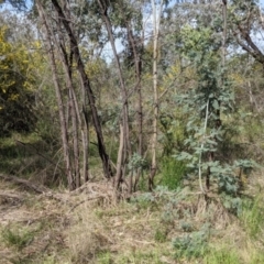 Acacia dealbata subsp. dealbata at East Albury, NSW - 9 Sep 2021 01:44 PM