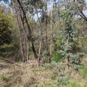 Acacia dealbata subsp. dealbata at East Albury, NSW - 9 Sep 2021