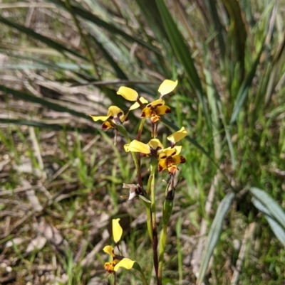 Diuris pardina (Leopard Doubletail) at Eastern Hill Reserve - 9 Sep 2021 by Darcy