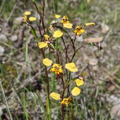 Diuris pardina (Leopard Doubletail) at Eastern Hill Reserve - 9 Sep 2021 by Darcy