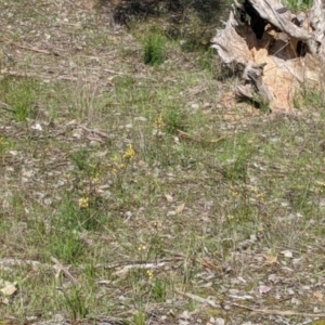 Diuris pardina at East Albury, NSW - suppressed