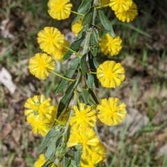 Acacia paradoxa (Kangaroo Thorn) at Eastern Hill Reserve - 9 Sep 2021 by Darcy