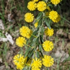 Acacia paradoxa at East Albury, NSW - 9 Sep 2021 01:50 PM