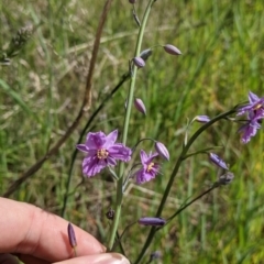 Arthropodium strictum (Chocolate Lily) at Albury - 9 Sep 2021 by Darcy