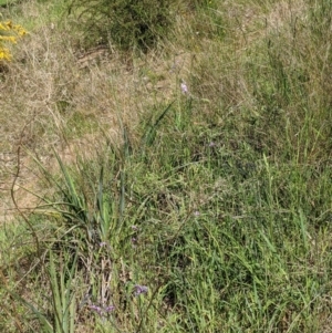 Arthropodium strictum at East Albury, NSW - 9 Sep 2021 01:51 PM