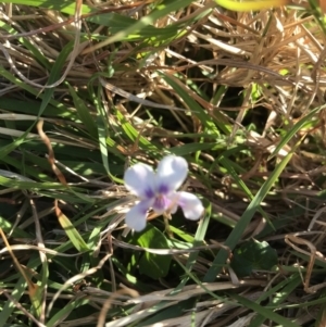 Viola sp. at Evans Head, NSW - 9 Sep 2021