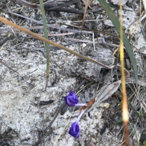 Patersonia sp. at Evans Head, NSW - 9 Sep 2021