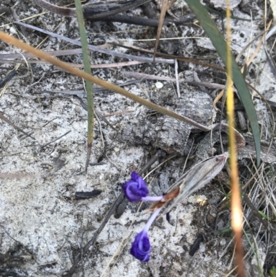 Patersonia sp. at Evans Head, NSW - 9 Sep 2021 by AliClaw