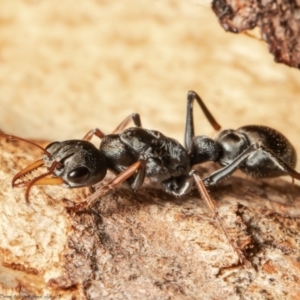 Myrmecia sp., pilosula-group at Holt, ACT - 9 Sep 2021 12:17 PM