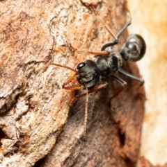 Myrmecia sp., pilosula-group at Holt, ACT - 9 Sep 2021 12:17 PM