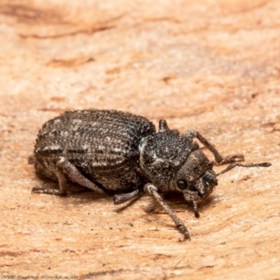 Cubicorhynchus maculatus (Spotted ground weevil) at Kama - 9 Sep 2021 by Roger