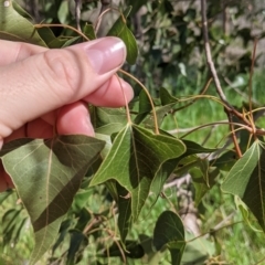 Brachychiton populneus (Kurrajong) at East Albury, NSW - 9 Sep 2021 by Darcy